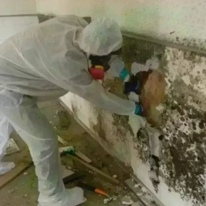 Mold Remediation and Removal in East Greenbush, NY